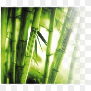 Lush Bamboo Forest Photography No - High Resolution Wallpaper Bamboo Clipart