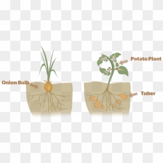 Was This Helpful - Asexual Reproduction In Plants Bulb Clipart