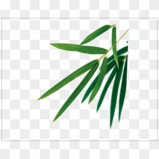 Bamboo Leaves Vector - Bamboo Leaf Vector Free Clipart