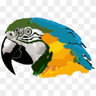 Macaw Clipart Parrot Head - Araras Desenho Png Transparent Png