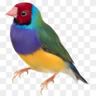 Gouldian Finch Png Clipart