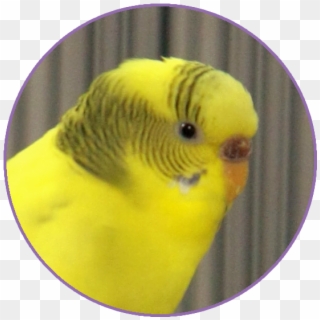 Contact - Budgie Clipart