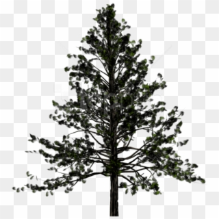 Free Png Fir-tree Free Download Png Png Images Transparent - Transparent Background Pine Tree Clipart