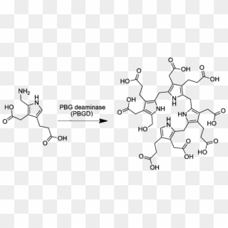 Pre Uroporphyrinogen Synthesis From Porphobilinogen - Uroporphyrinogen 1 Clipart