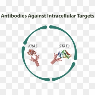 Antibodies Against Intracellular Targets - Intracellular Antibodies Clipart