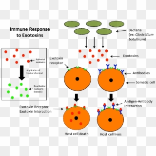 Immune Response To Exotoxins - Difference Entre Endotoxine Et Exotoxine Clipart