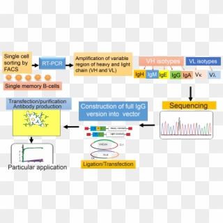 Overview Of Methodology Used For Single B-cell Antibody - Single B Cell Antibody Technologies Clipart