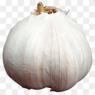 Ajo - Garlic Clipart