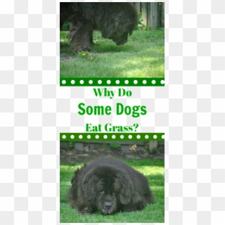 Contary To Popular Belief, When Dogs Eat Grass It Doesn't - Dog Toy Clipart