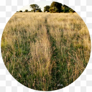 Where A Track Used By A Fox Or Badger Cuts Through - Grass Clipart