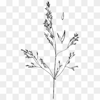 Poaceae Of Butte - Agrostis Idahoensis Clipart