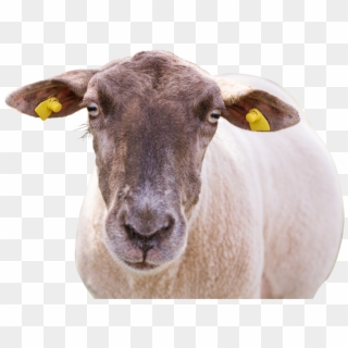 Sheep-1187343 Clip - Sheep - Png Download