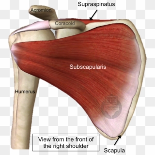 The Subscapularis Muscle Is The Largest Of The Rotator Clipart
