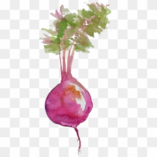 Beetroot Watercolor Painting - Beet Watercolor Clipart