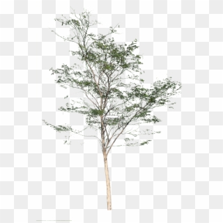 Birch Tree Png - Leopard Tree Png Clipart