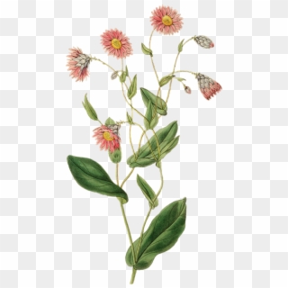 Plant Nature Leaf Flower Growth Blossom Bloom - Naturaleza Vintage Png Clipart
