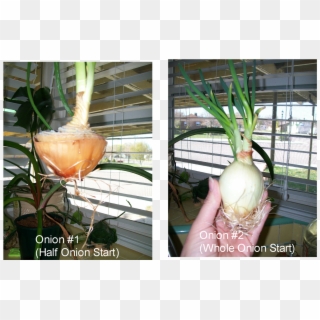 After The Leaves Started Growing Well - Welsh Onion Clipart