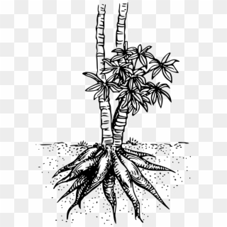 Cassava Root Plant Food Png Image - Cassava Plant Clipart Black And White Transparent Png
