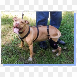 Custom-made Dog Braces - American Pit Bull Terrier Clipart