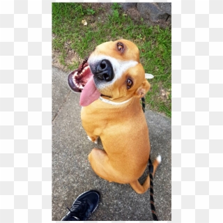 Photo Of Lulu - Companion Dog Clipart