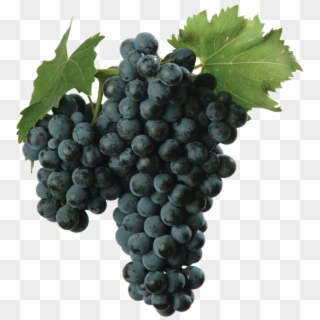 Of Unknown Origin, Montepulciano Has Been Present In - Sangiovese Grape Clipart