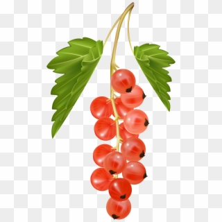 Red Currant Png Clipart