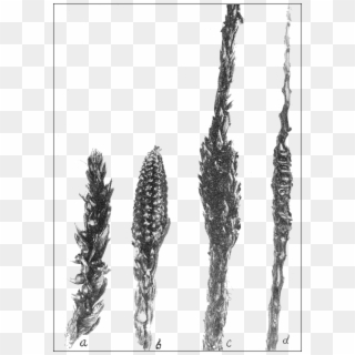 Psm V68 D063 Specimen From Corn Tassels - Sketch Clipart