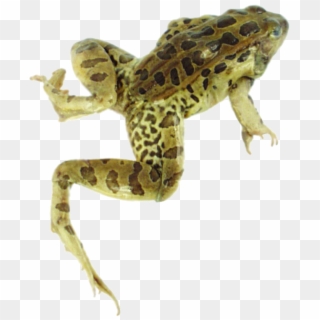 Loading Zoom - Leopard Frog Clipart