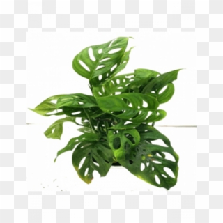 Monstera Obliqua Plant With Fertilizer & Plate Free - Swiss Cheese Plant Clipart