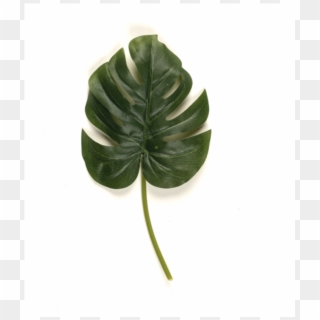 Monstera Leaf - Monstera Deliciosa Clipart