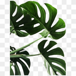 Website Plant Angie Sanchez Edited - Poster Monstera Clipart