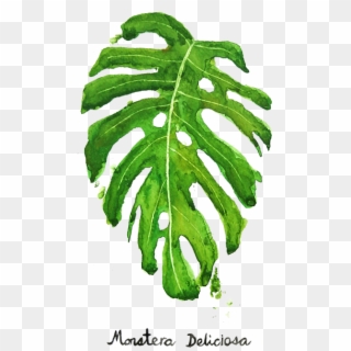 Bleed Area May Not Be Visible - Monstera Deliciosa Painting Clipart