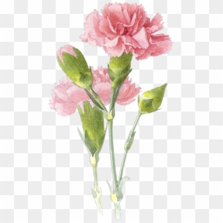 Y Trabajos Con Flores - Carnation Flower Watercolor Clipart