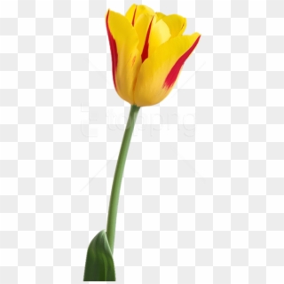 Free Png Tulip Png Images Transparent - Tulip Flower Hd Png Clipart