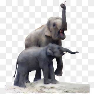 Elephant,baby - Real Elephant Baby Png Clipart