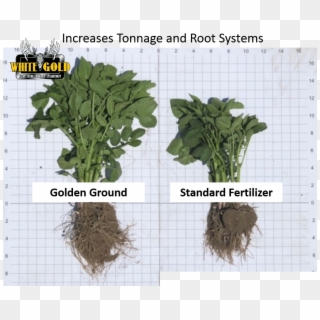 Golden Ground Removes Water And Fiber From Manure, - Sorrel Clipart