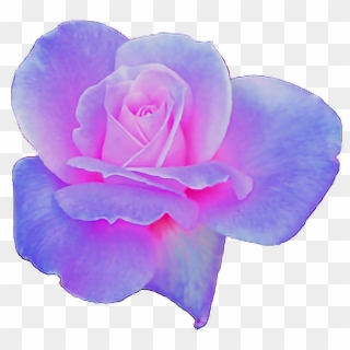 Rose Clipart Aesthetic - Pink And Purple Aesthetic Png Transparent Png