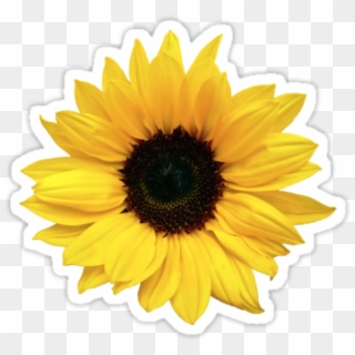 Freetoedit Sunflower Aesthetic Sticker Emoji - Transparent Sunflower Tumblr Png Clipart