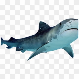 Shark Png Transparent Images - Transparent Background Shark Png Clipart