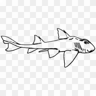 Free Clipart Of A Shark - Port Jackson Shark Drawing - Png Download