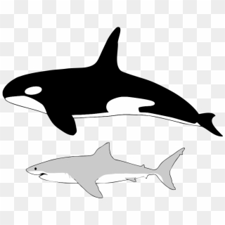 Comparison Of The Size Of An Average Orca And An Average - Killer Whale To Human Size Clipart