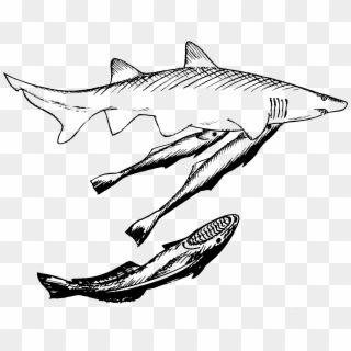 Drawing Shark Black And White - Remora Fish And Shark Drawing Clipart