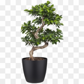 Indoor Plant Ficus - Bonsai Ficus Clipart