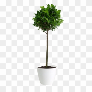 Ficus Moclame Std Small - Fig Trees Clipart