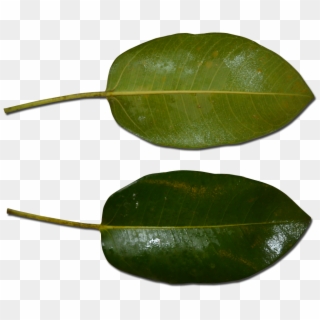 Atherton Rock Fig Leaf - Ficus Macrophylla Leaf Clipart