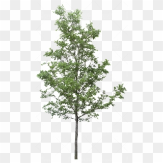 Tree Png Transparent Images - Tree Png For Photoshop Clipart