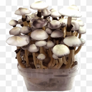 Grow Magic Mushrooms With 100% Mycelium Kits - Buy Magic Mushrooms Clipart
