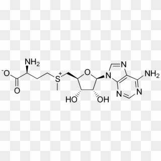 S-adenosylmethionine, A Source Of Methyl Groups In - Gamma Glutamyl 3 Carboxy 4 Nitroanilide Clipart