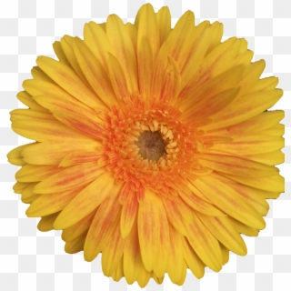 Flores Png - Sunflower Jpg White Background Clipart