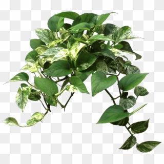 Pothos Plants - Tree Clipart